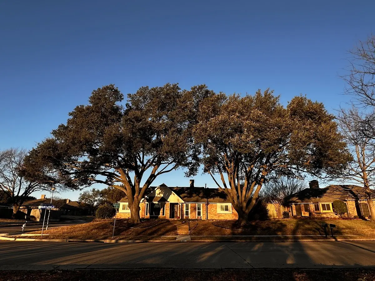 Established residential canopy tree shading a home in Grand Chain